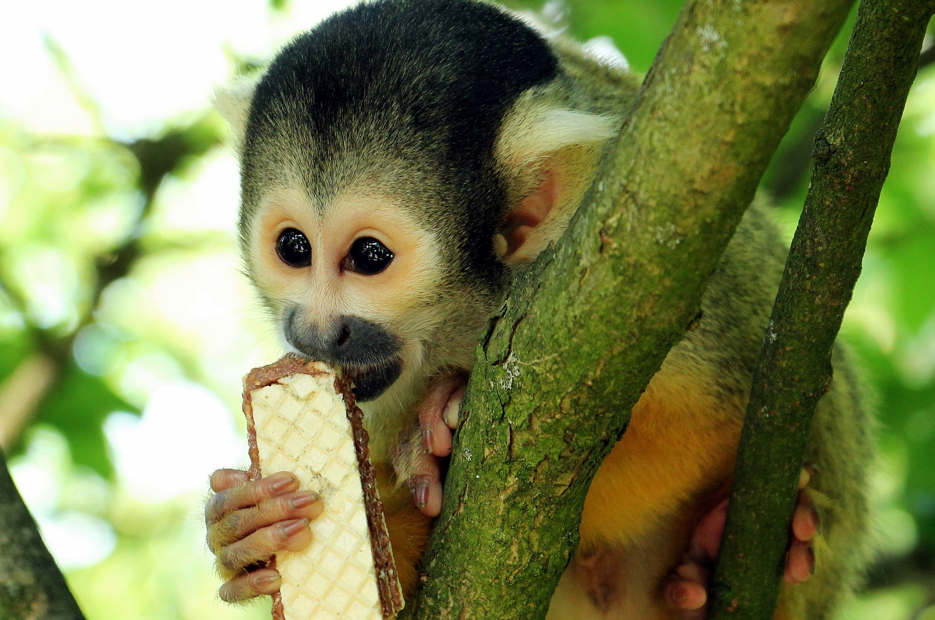 monkey with cookie